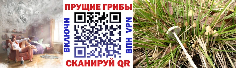 Галлюциногенные грибы мицелий  Козельск 